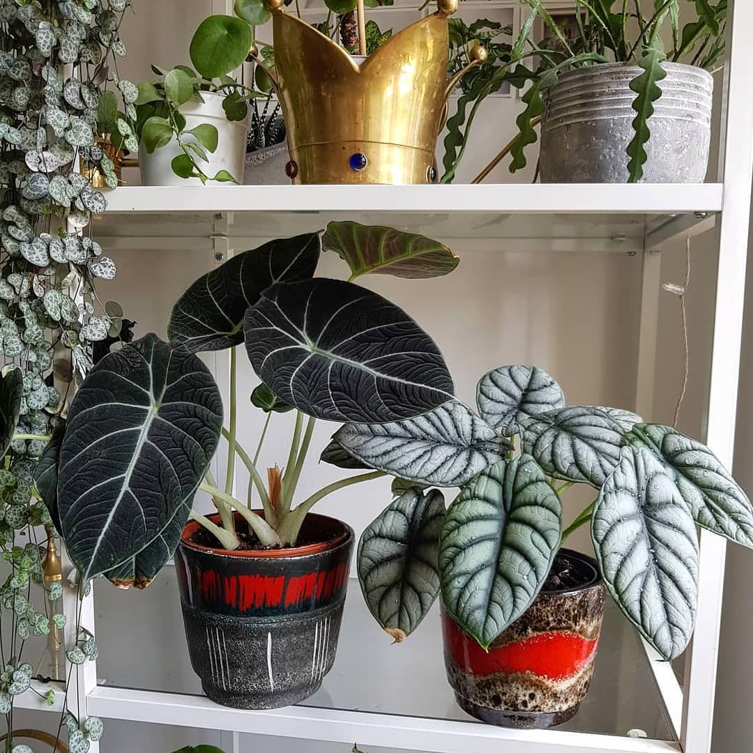 45 Beautiful Indoor Plant Ideas