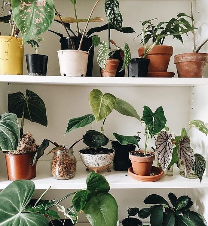 45 Beautiful Indoor Plant Ideas