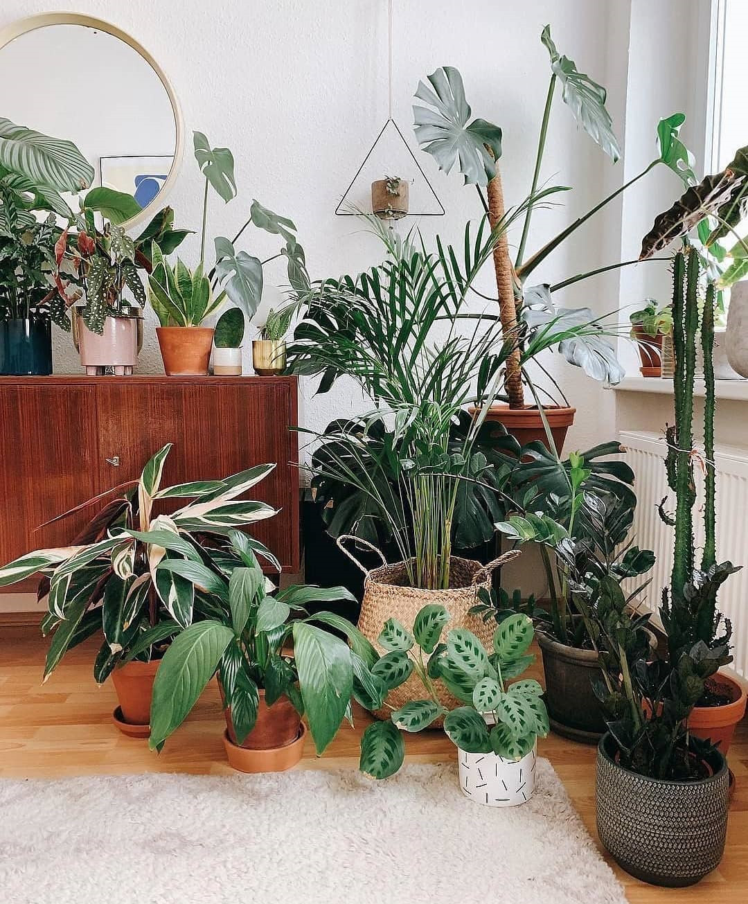 45 Beautiful Indoor Plant Ideas