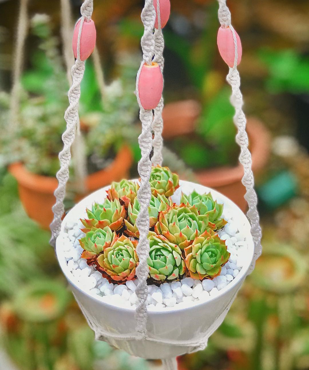 55 Easy DIY Succulents Mini Garden Ideas #Succulents