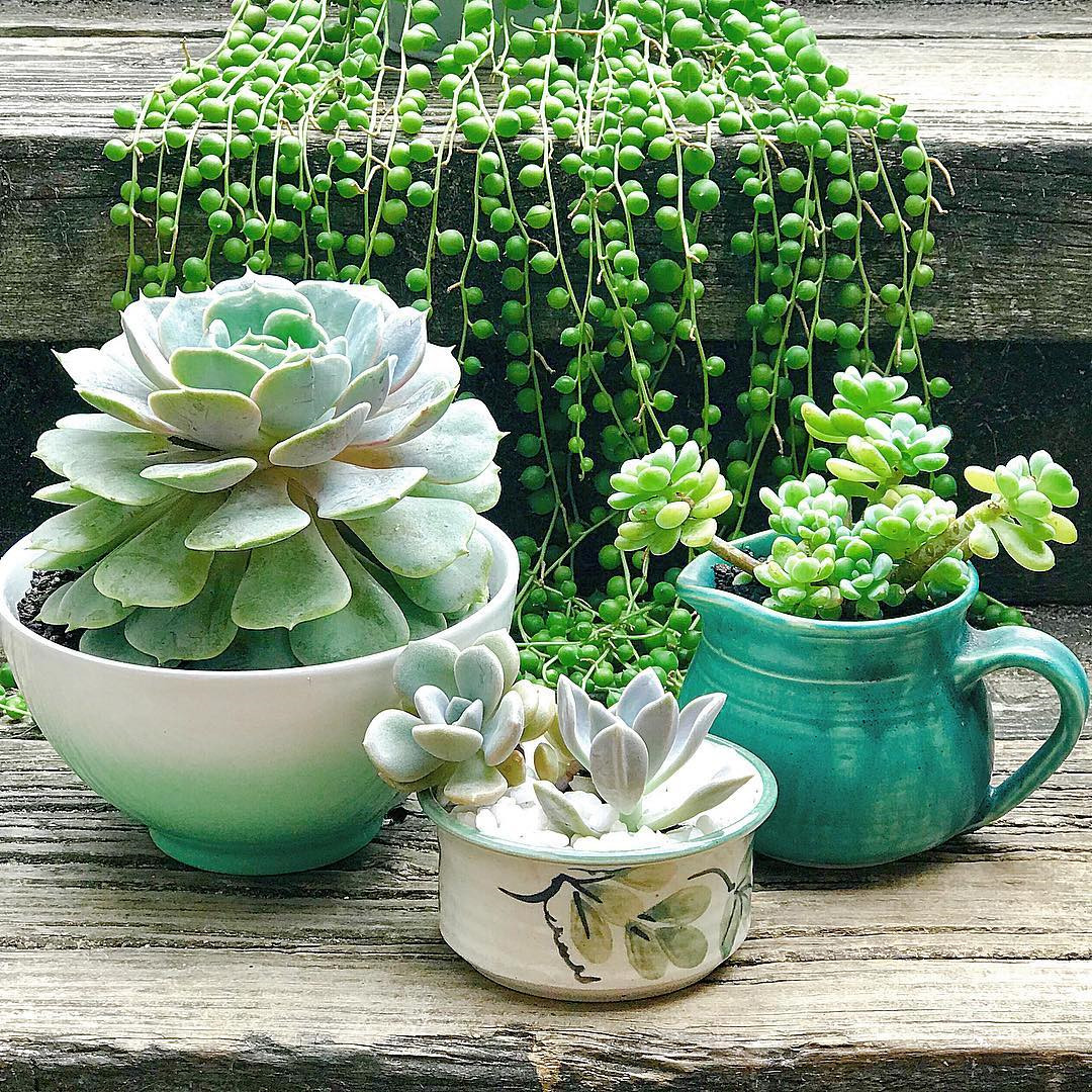 55 Easy DIY Succulents Mini Garden Ideas #Succulents