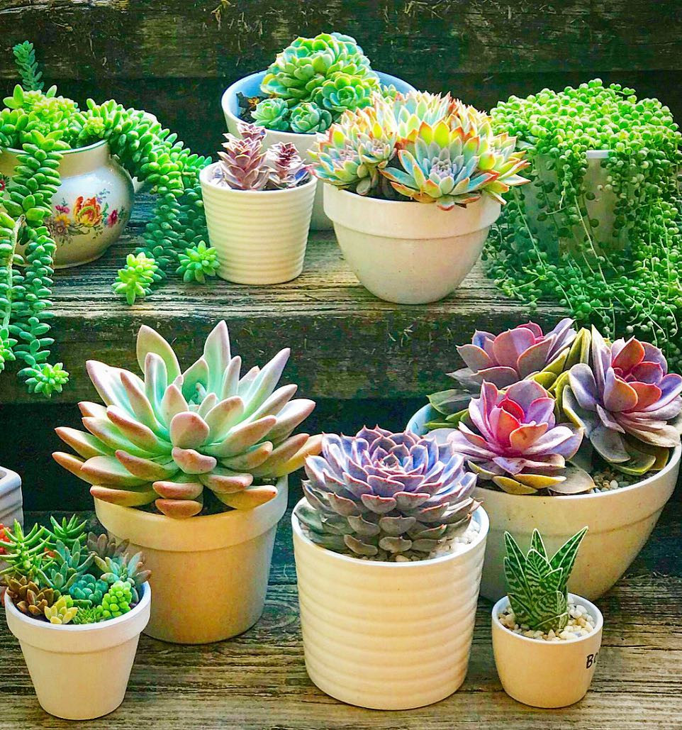 55 Easy DIY Succulents Mini Garden Ideas #Succulents