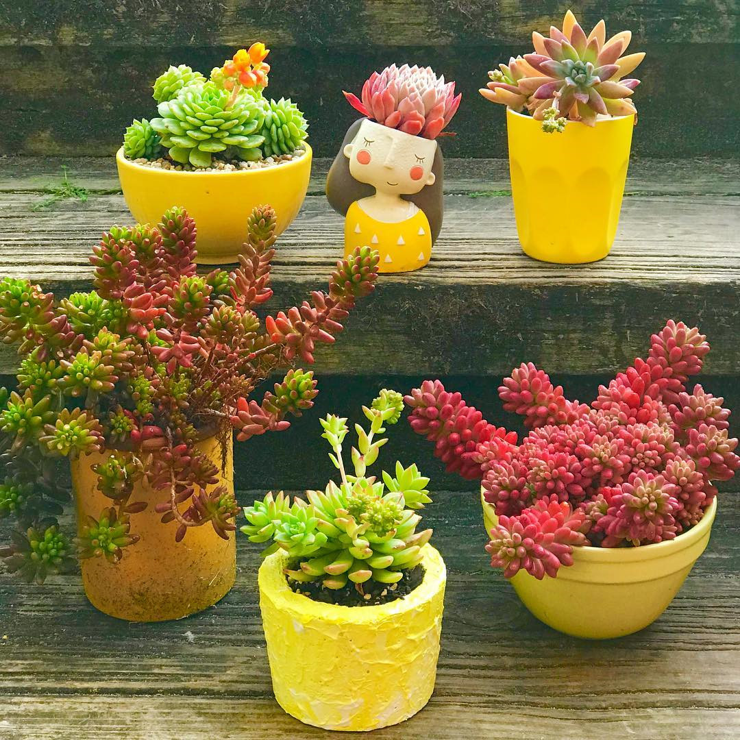 55 Easy DIY Succulents Mini Garden Ideas #Succulents