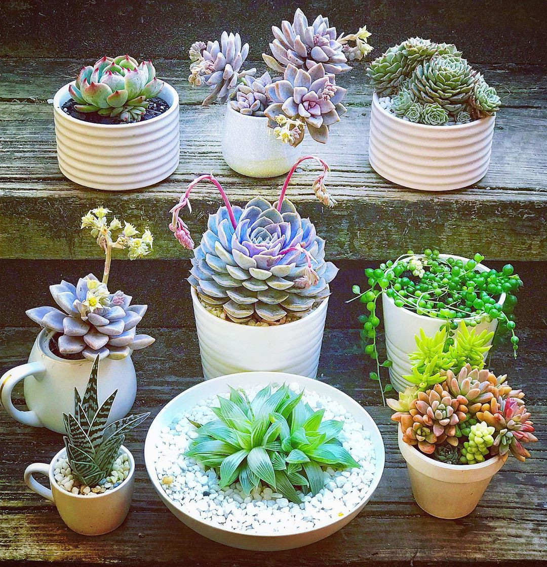 55 Easy DIY Succulents Mini Garden Ideas #Succulents