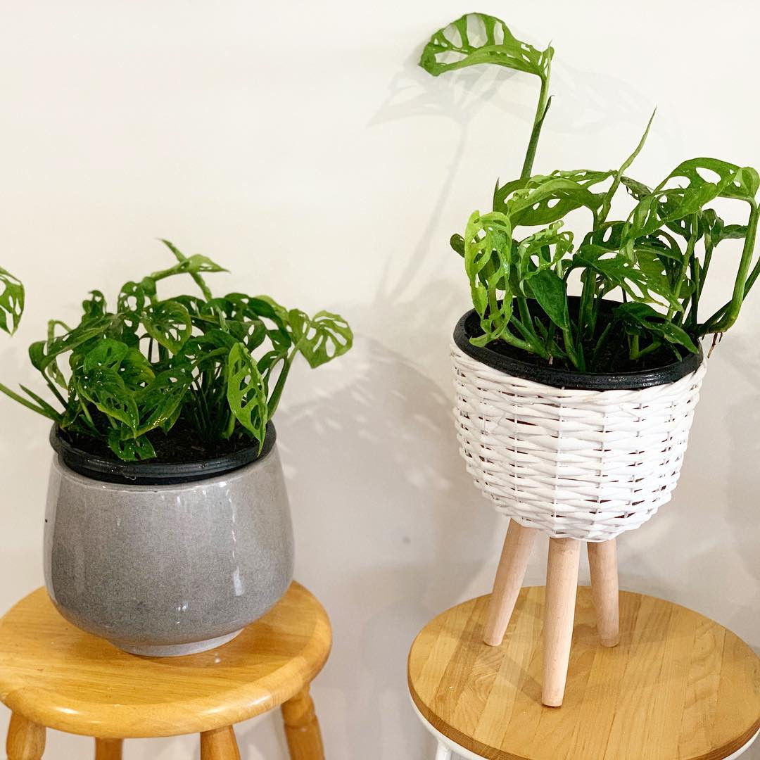 65 Best Indoor Plants For Apartments 2020