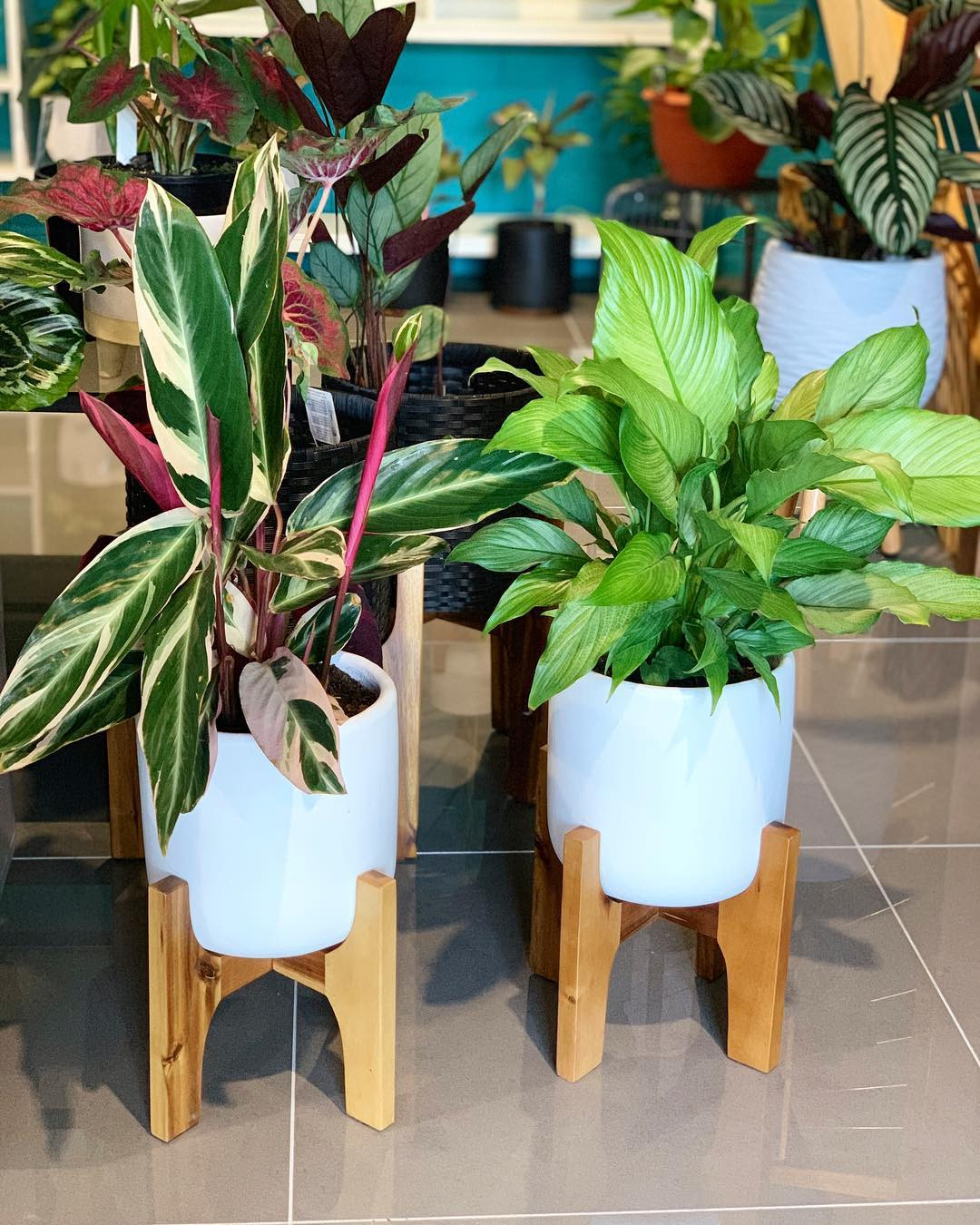 65 Best Indoor Plants For Apartments 2020
