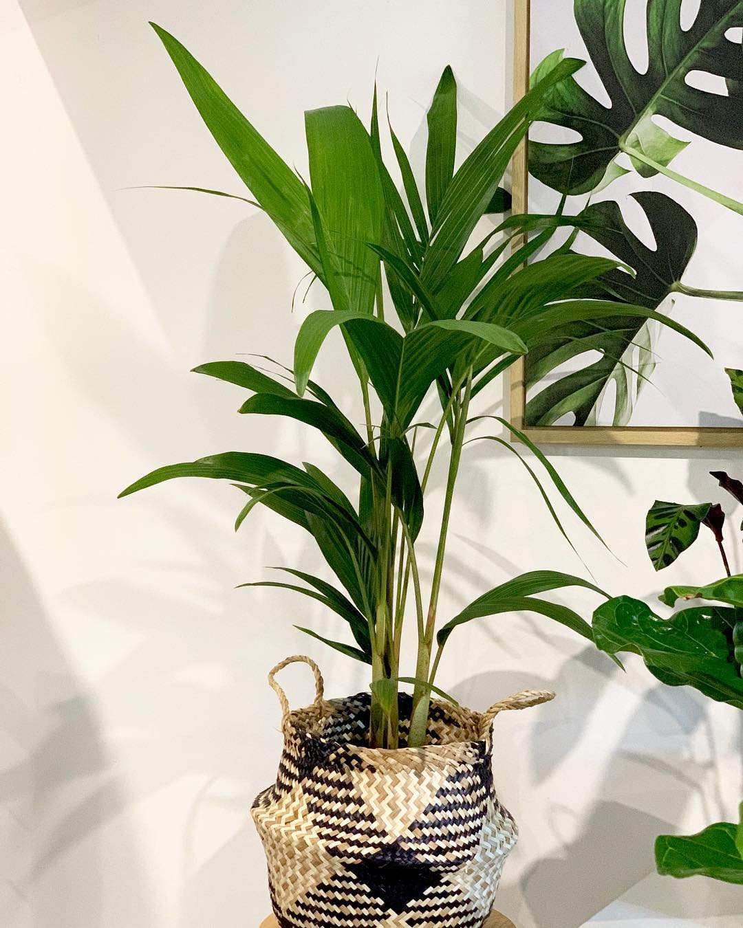 65 Best Indoor Plants For Apartments 2020