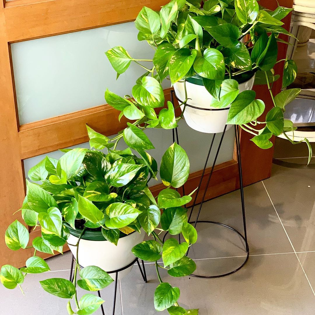 65 Best Indoor Plants For Apartments 2020