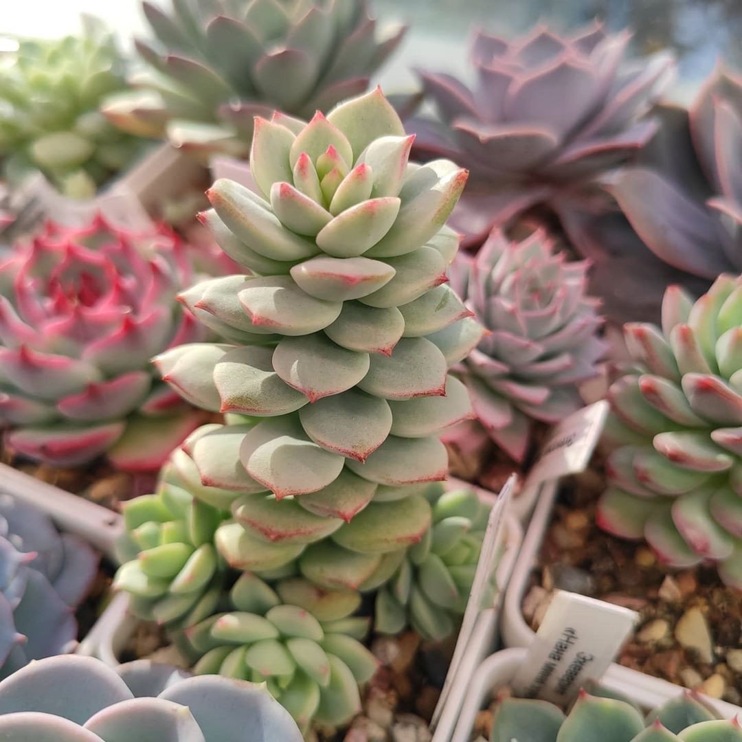50 Best Succulent Planters for Container Gardening 2020