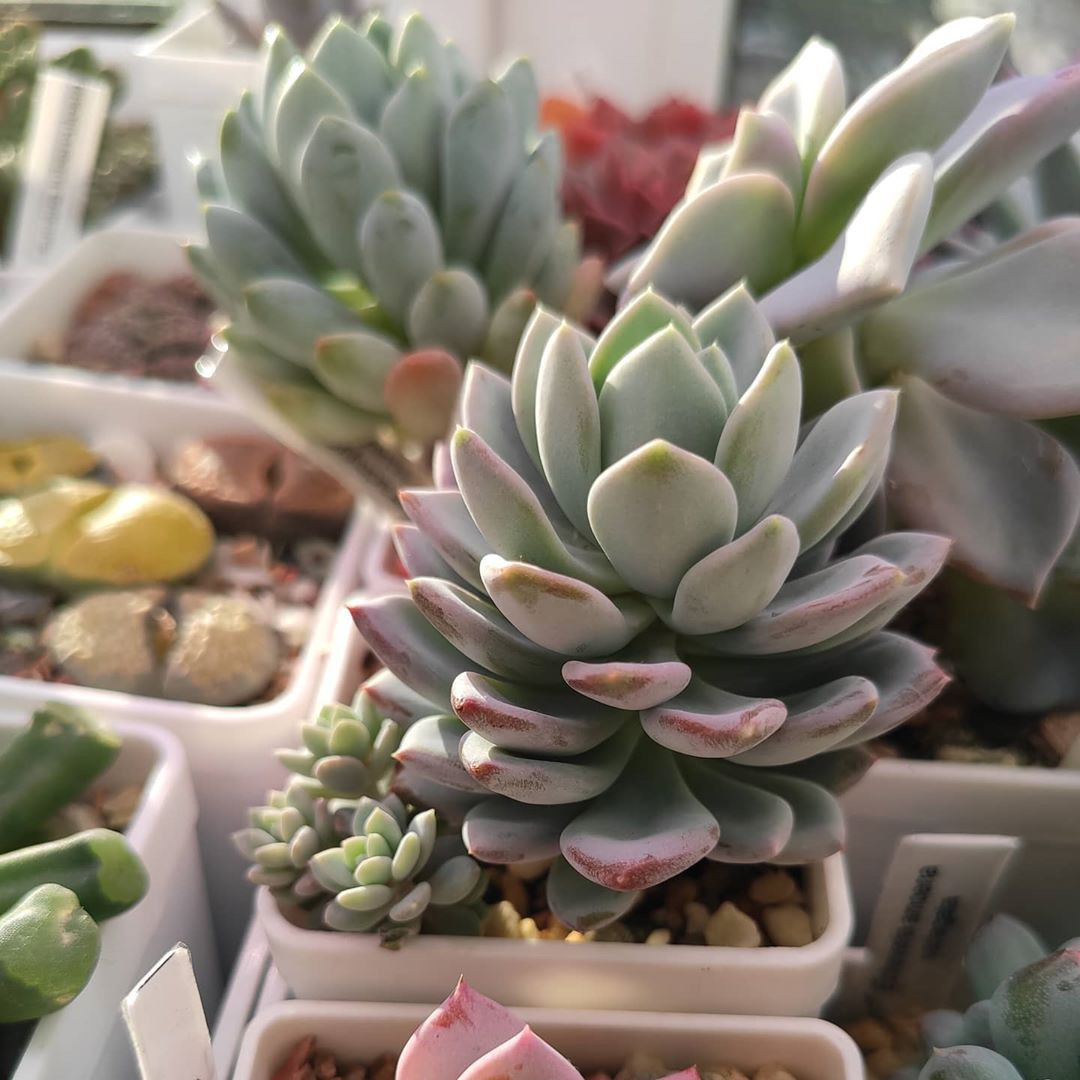 50 Best Succulent Planters for Container Gardening 2020