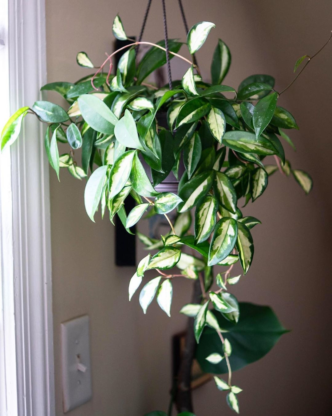 60 Hanging Plants That'll Instantly Bring Life to Any Room