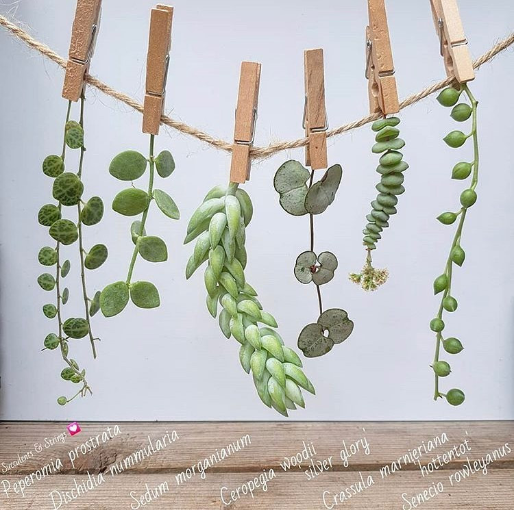 60 Hanging Plants That'll Instantly Bring Life to Any Room